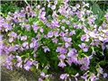Arabis caucasica
