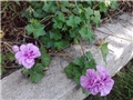 pelargonije korito