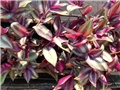 tradescantia zebrina