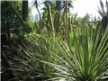 KAKTUSI