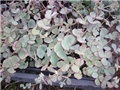 sedum