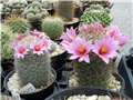 Mammillaria grahamii
