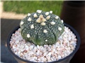 Astrophytum asterias hybrid