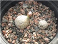 Mammillaria sanchez mejoradae