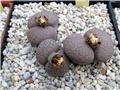 lithops - Ž. Baljkas