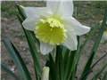 narcis