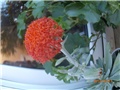 senecio
