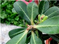 Adenium obesum