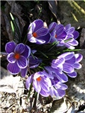 crocus