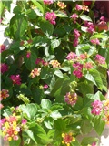 lantana