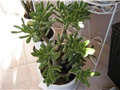 crassula