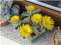 Pleiospilos compactus fergusoniae