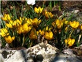 Crocus