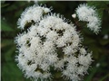 Eupatorium rugosum