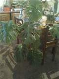 monstera