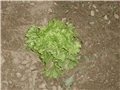 salata1