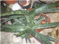 Gasteria