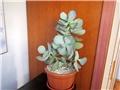Crassula arborescens 