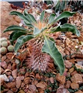 Pachypodium namaquanum