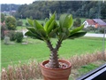Pachypodium baronii windsorii 