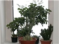 Adenium obesum