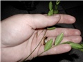 chasmantium latifolium1