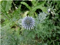 echinops ritro