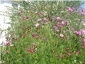cosmos