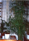 ciperus