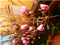 magnolija