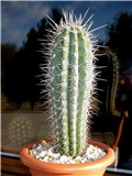 Pachycereus pringlei