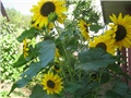 suncokret