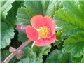 Geum Coccineum