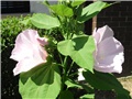 močvarni hibiskus