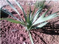 Yucca, juka