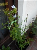 plumbago cvat