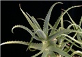 aloe arboescens