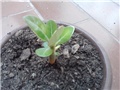 adenium