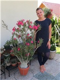 Adenium obesum