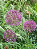 ukrasni luk - allium giganteum