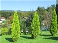 Thuja orientalis aurea