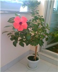 hibiskus