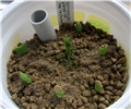 Edithcolea grandis 
