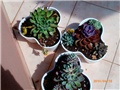 echeveria-veća