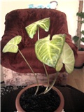 syngonium