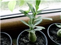 adenium