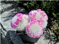 Mammillaria laui dasyacantha
