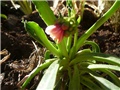 lewisia