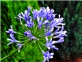 agapanthus