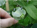 cobaea scandens